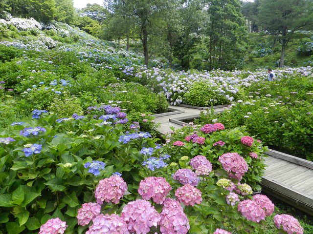 🏞️ 마이즈루 자연 문화원(마이즈루시젠분카엔) 이미지 1